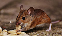 24 Hour & Emergency Exterminators in Viola, DE